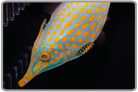 Orangespotted Filefish - Male